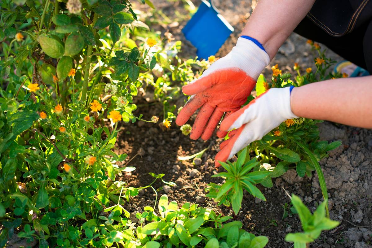 Why Your Hands Deserve Better: The Truth About Non Toxic Garden Gloves